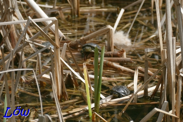 30.3.2024 - Sumpfschildkröten